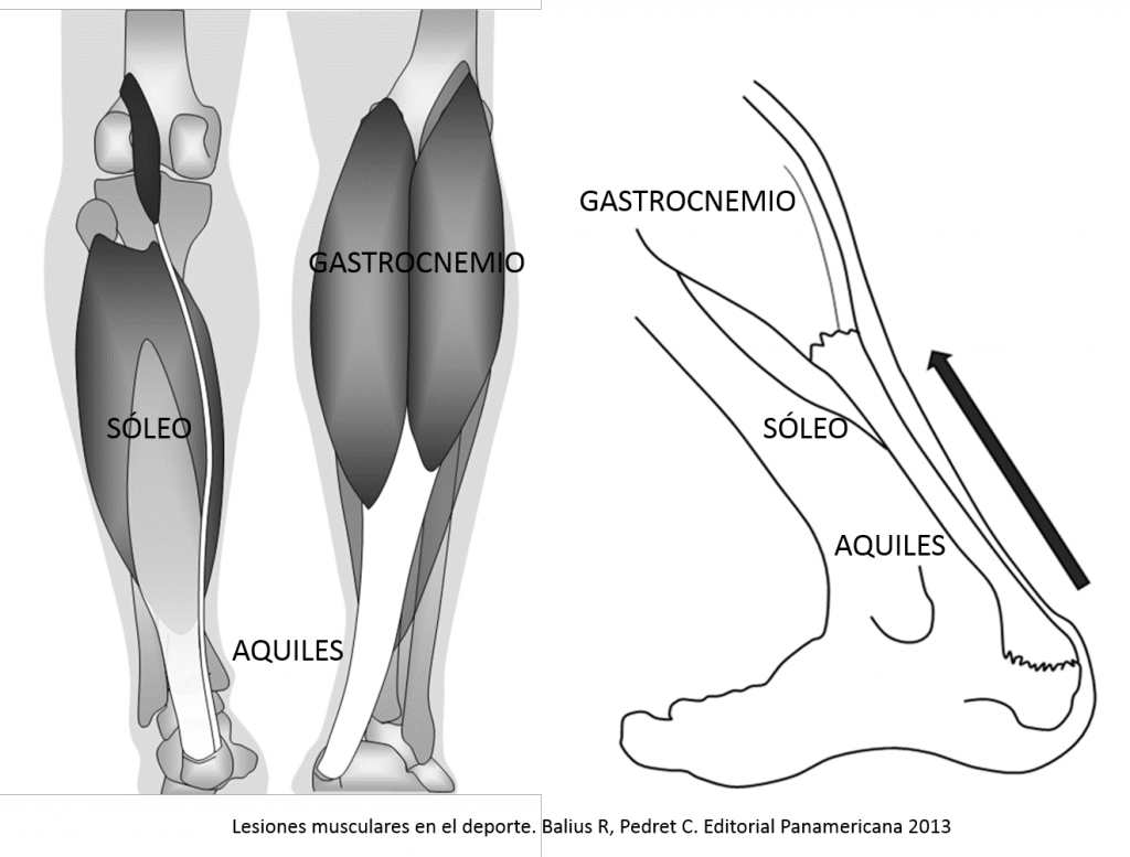 Anatomia-Tríceps-sural-1024x777